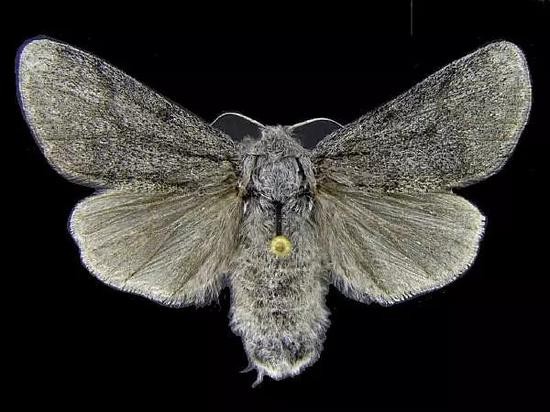 北极灯蛾生活在加拿大北极群岛和格林兰岛的极寒地带.