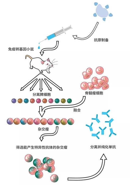 抗体制备的一般流程图图片