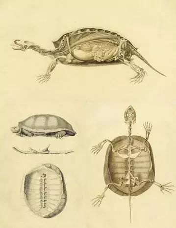 龟内部结构图图片
