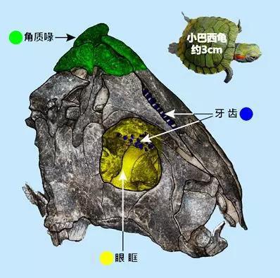 中国始喙龟图片