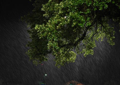 资料图片:9月13日,在美国北卡罗来纳州威尔明顿,大树在暴风雨中摇摆