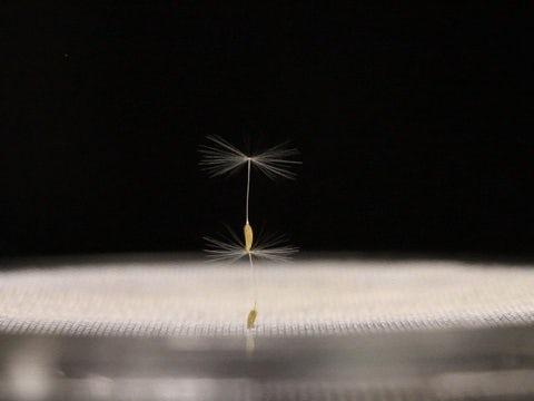 科学家揭开了蒲公英种子长距离飞行的秘密_荔枝网新闻
