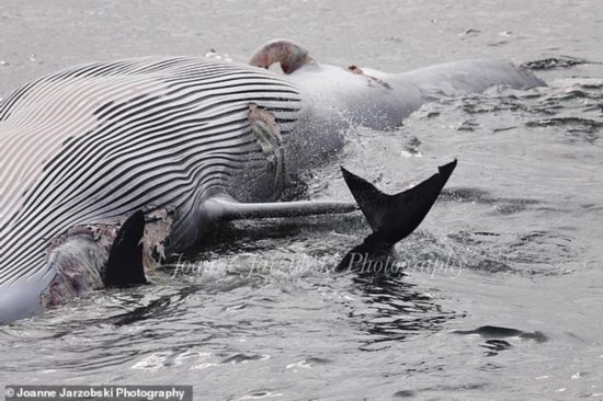 美国一生物学家拍摄到大白鲨吞食鲸鱼罕见画面