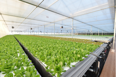 (植物工厂一角)"京觅"品牌创立之初就瞄准了一,二线城市的家庭用户