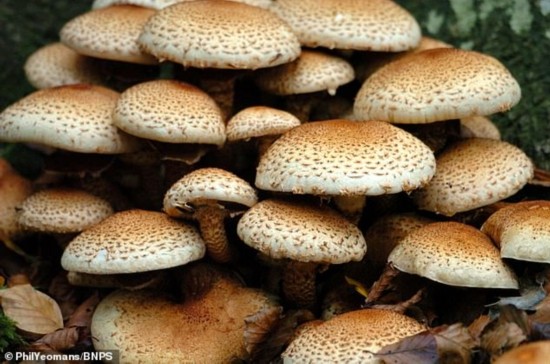 美国巨型蘑菇图片