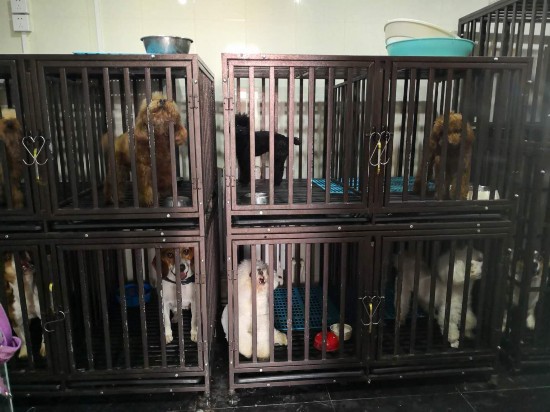 春节北京宠物寄养成难题 预约上门服务宠物遭断粮