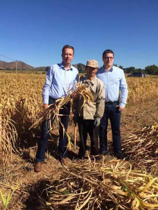 (谢添华带领农民们种的庄稼地,引来了德国客商参观)
