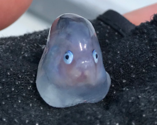 果冻状圆滚滚 日本人从鱼腹中掏出"谜之生物"