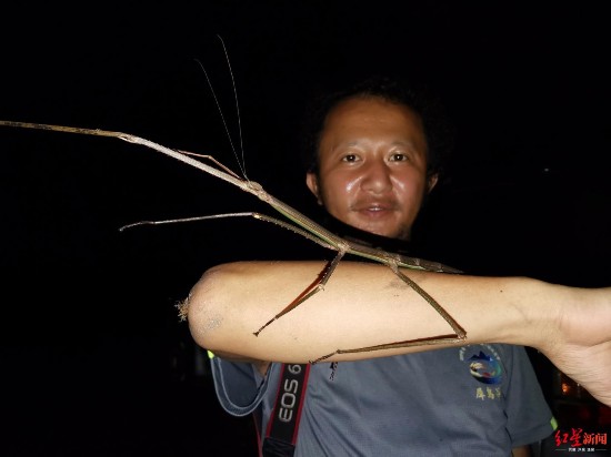 世界上最大的竹节虫图片