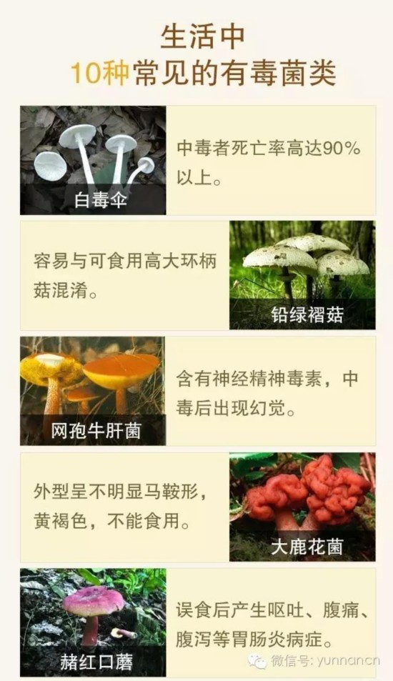 云南盈江回应一家4口误食野生菌中毒死亡:致命鹅膏菌引起