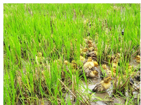 听着京剧长大 扬州有群"国粹鸭"在田间治虫除草