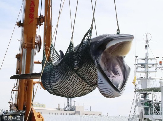 9月2日,在日本北海道,一条小须鲸从捕鲸船上卸下图/视觉中国