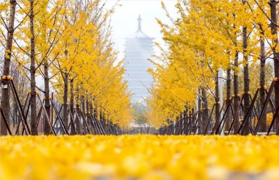 浪漫银杏林,最美网红照