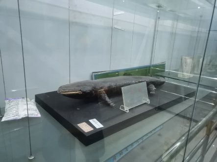 扬大生科院标本馆 还有哪些"珍禽异兽 "?