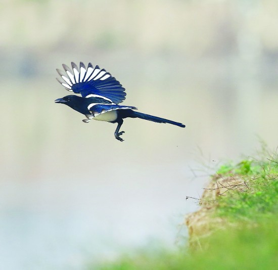 喜鹊在邵伯湖上空飞翔. 受访者供图