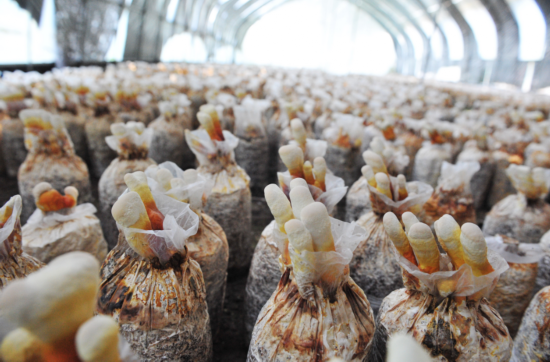 蚕桑 灵芝 金针菇 睢宁桃园镇把准"产业脉络"跑出乡村振兴"加速度"