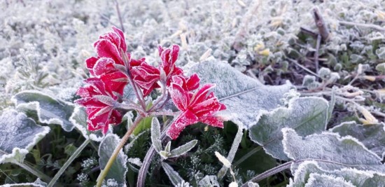 寒流加持冷空气 巴西多地出现几十年未遇雨雪天气