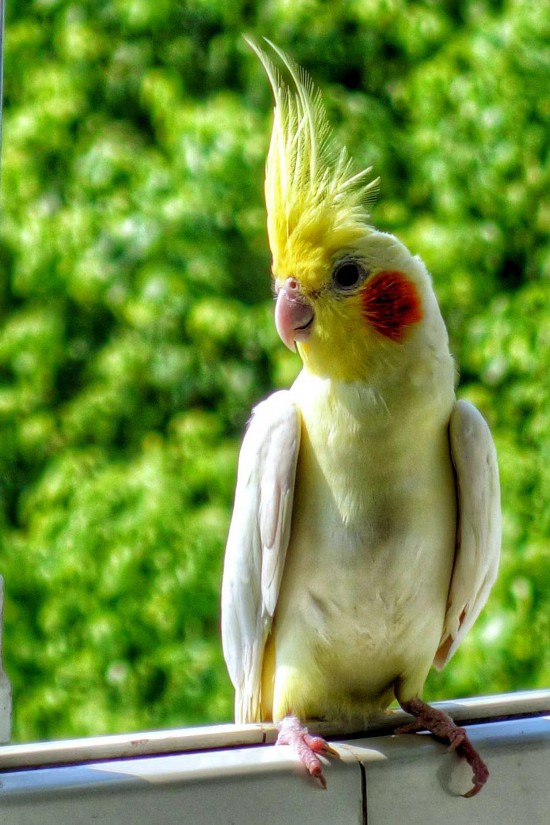 黄冠大鹦鹉可可图片图片