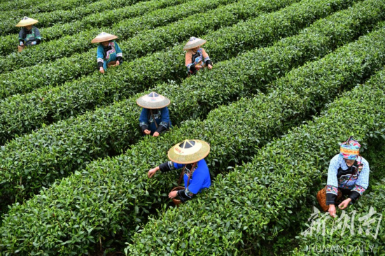 在刘的家乡,一条穿越山岭的公路让刘节省一半时间就将橙子运送到市场