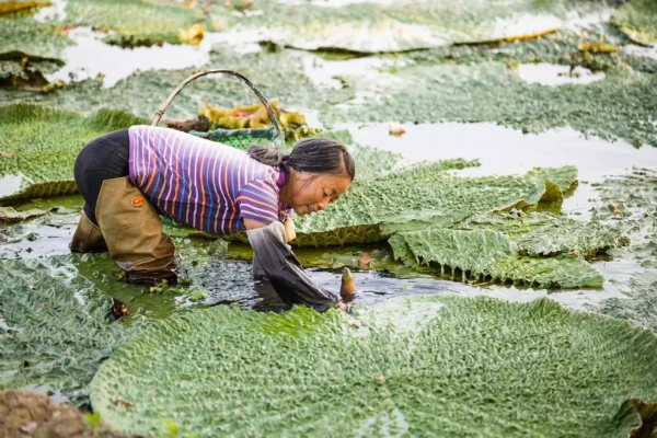 和保持種植區域雨量充沛,氣溫較高,土壤肥沃,水質優良江灣村,三馬村