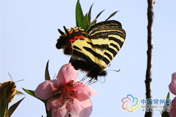 三地"蝶友大咖" 茅山常州界幸会"小虎"