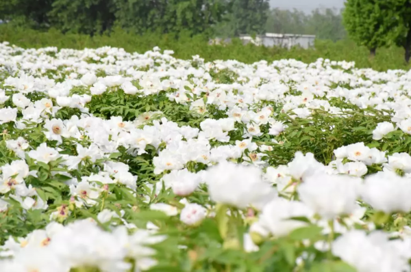 丰县竟然藏着一片白色的"芍药花海"!花满枝头等你来赏!