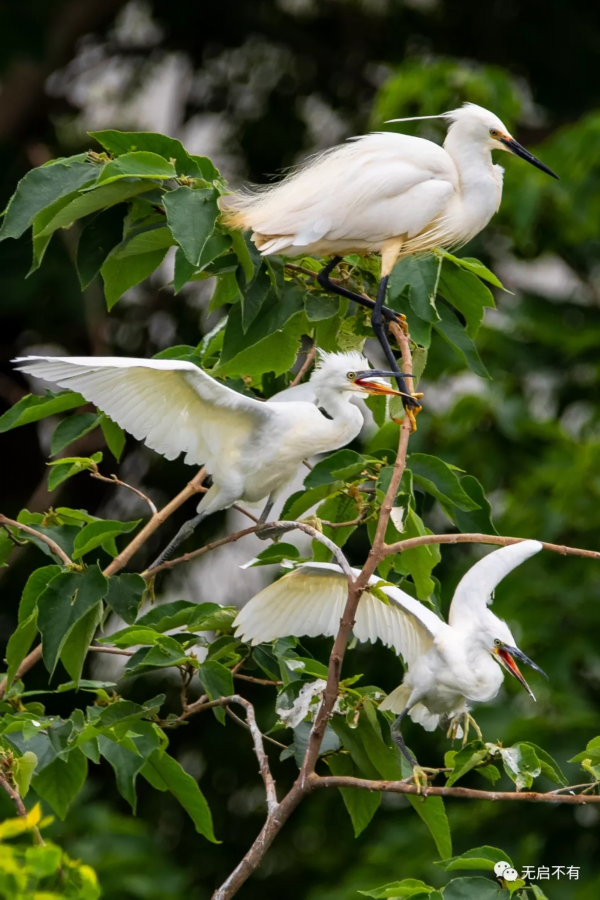 千羽鹭鸶舞蹁跹,启东城区绿地成鸟天堂