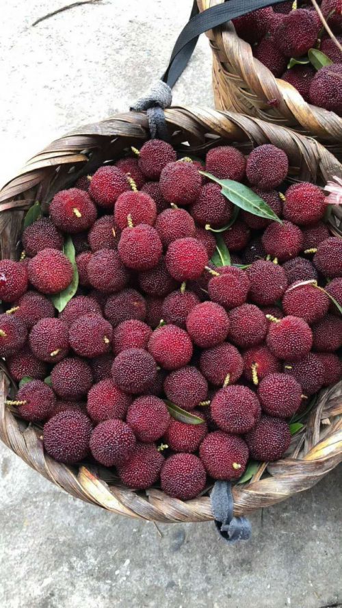 东山杨梅将批量上市提升保鲜技术可全国配送