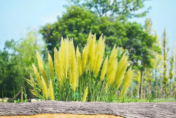 还有蒲苇花竞相怒放,在夕阳的照射下熠熠生辉,让人美不胜收.