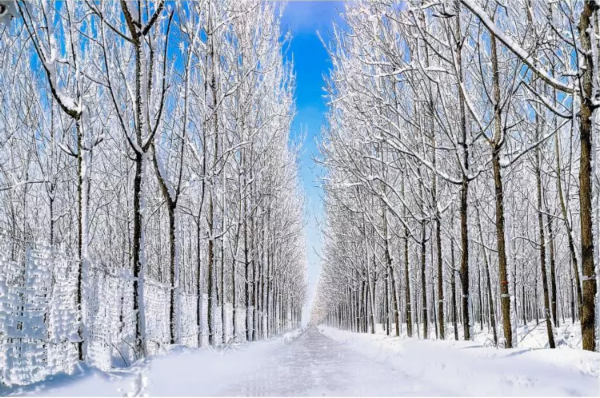 2018年冬季,东海县李埝林场陈行村的乡村道路如童话般美丽