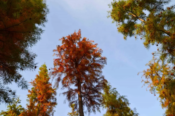 一棵棵紅杉樹高聳挺立,層層疊疊的杉樹由多種顏色交織在一