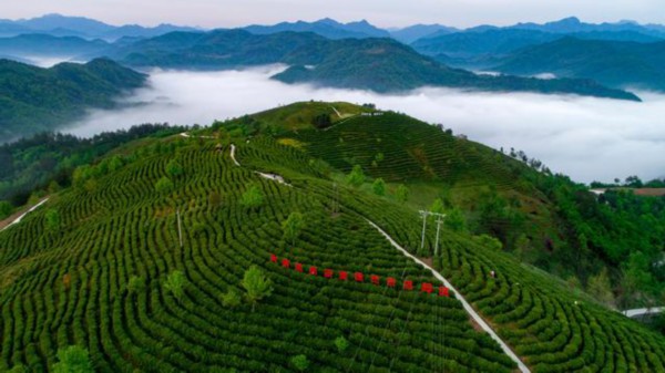 近年来,陕西省平利县蒋家坪村充分发挥茶主导产业带贫效应,探索建 ""