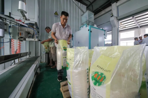 森浩生态农业发展有限公司员工在装袋,打包大米