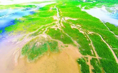 盐城黄海滩涂湿地.