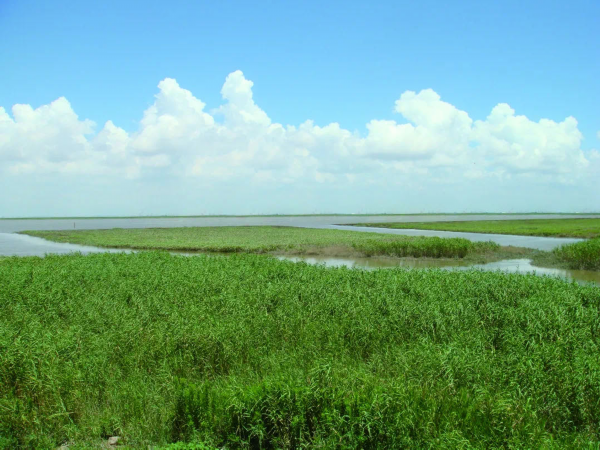 防止水土流失,美化江堤的作用   其中主要的植物群落   芦苇晚风起
