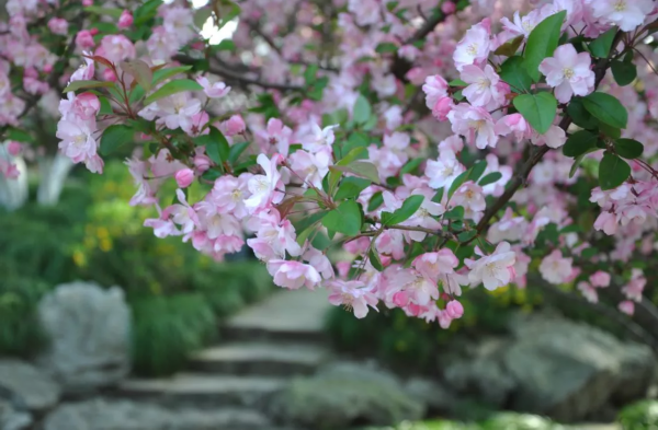 海棠花娇艳动人,花姿潇洒,花开似锦,一串一串地挂在枝头,在绿叶的