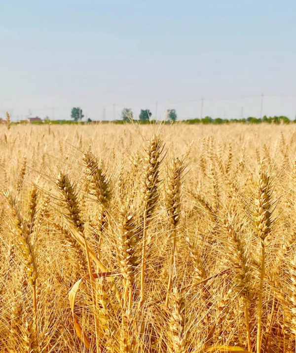一株株麦秆健壮挺立,针尖似的麦芒下,金黄的麦穗在清风里荡漾.