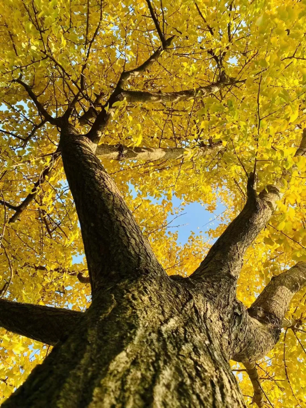 常州城里的银杏迎来了最佳观赏期
