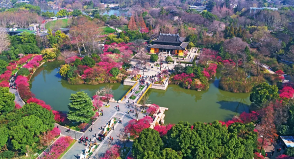 中山植物园的"红枫展,灵谷寺的"桂花节,玄武湖的菊花展等;常州红梅