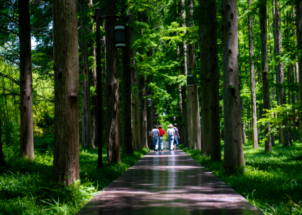 东台森林公园旅游攻略图片