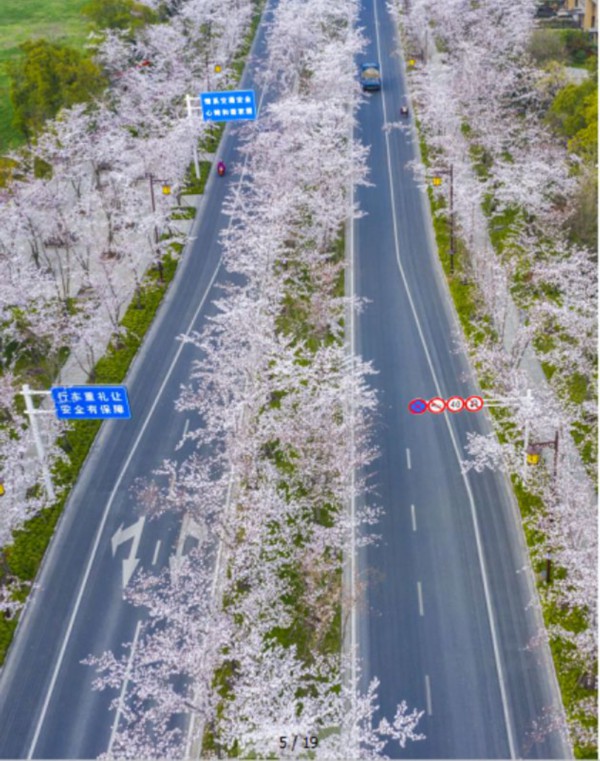 从早美到晚鉴真大道樱花开了