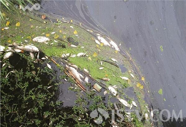 如东县丰利镇光荣村河水疑遭污染 死鱼成群