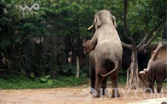 神奇的动物:大象五条腿的秘密