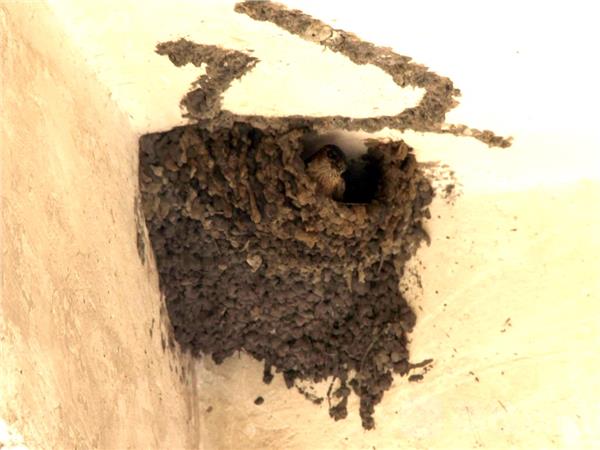 燕子衔煤炭垒窝 还孵下4个小宝宝