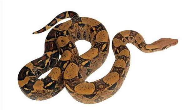 端午家中惊现"不速之客"硫磺可熏毒蛇