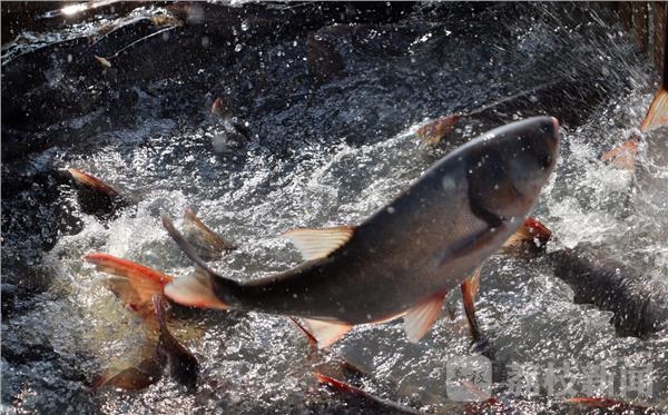 江苏句容:秋季开捕万鱼欢腾 水美鱼肥丰收乐