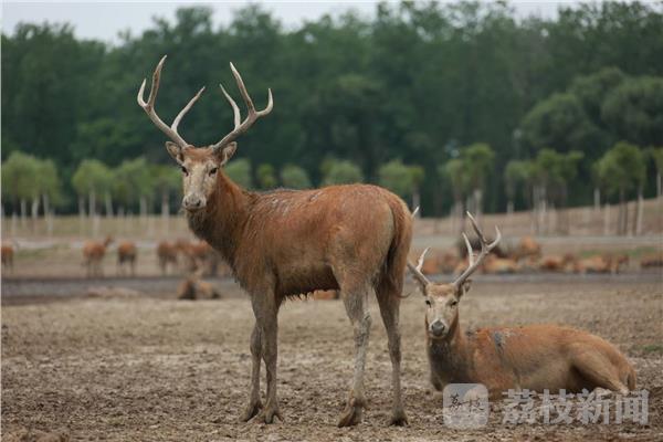 "鹿王争霸"在南黄海湿地激情上演