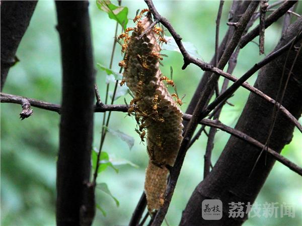 凶猛!老山来了群怕冷的昆虫 舍腰蜂筑巢