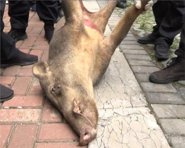 野猪闯入六合一小区狙击手当场击毙