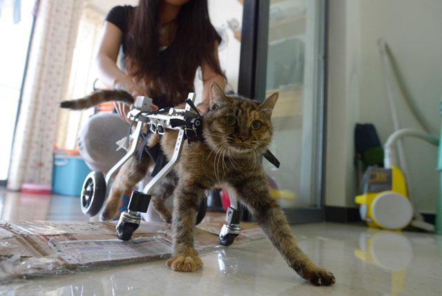 重庆美女为残疾猫安装轮椅 让它坚强求生